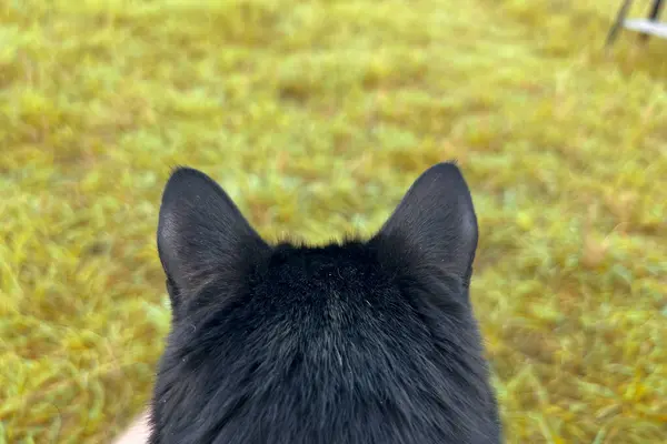 Close-up view of the cat\'s head from behind. Pet outdoor POV. Cat ears from behind.