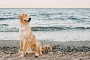 Baltık Denizi sahilinde tatlı bir golden retriever oynuyor. Köpek yaz doğasında mutlu ve özgürdür. Kıyıdaki dost canlısı ve sevimli bir hayvanın portresi.