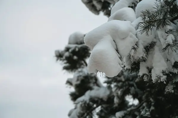 Pine tree branch covered with snow. Close-up natural winter background with snowy pine tree branches and shallow DOF. Beauty in nature details.