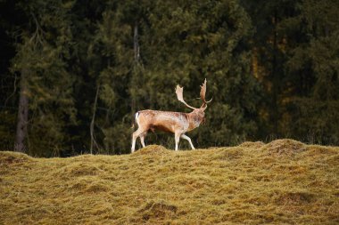 Yeni kadife boynuzlu, güneş ışığında kırmızı geyik yan taraftan kameraya bakıyor. Görkemli vahşi hayvan yaz otlaklarında tetikte ve meraklıdır. Fotoğraf metin için kopyalama alanına sahip.