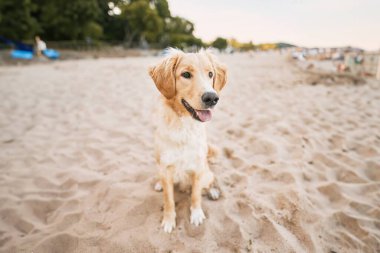 Mutlu bir Golden Retriever plajda yazın tadını çıkarır. Köpek, Baltık Denizi kıyısındaki kum ve suyla oynar. Doğada sevimli ve dost canlısı bir hayvanın portresi..