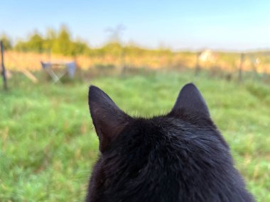 Kedinin kafasının arkadan yakın görüntüsü. Evcil hayvan pornosu. Arkadan kedi kulağı.