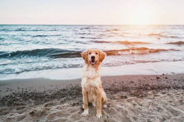 Mutlu bir Golden Retriever plajda yazın tadını çıkarır. Köpek, Baltık Denizi kıyısındaki kum ve suyla oynar. Doğada sevimli ve dost canlısı bir hayvanın portresi..