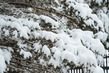 Kış ormanında karlı bir çam dalı. Fotoğraf, kış ormanlarında kar ve buz kristalleriyle kaplı bir çam dalının doğal güzelliğini yakalıyor..