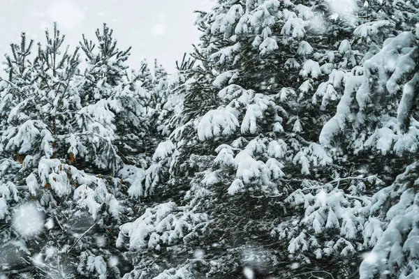 Snowy pine branch in the winter. photo has a shallow depth of field, emphasizing the pine branch and the snowflakes. Winter wonderland with a pine trees.