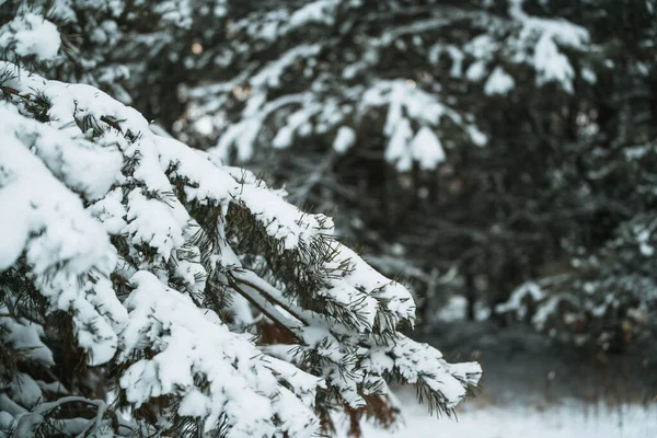 Snowy pine branch in the winter. photo has a shallow depth of field, emphasizing the pine branch and the snowflakes. Winter wonderland with a pine trees.