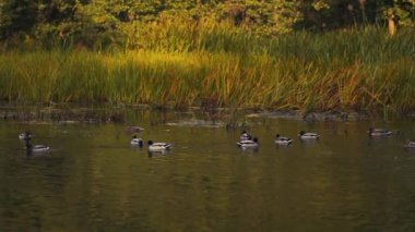 Mallard sabah sisinin içinde gölette ördek gibi yatıyor. Sonbahar vahşi yaşam sahnesi doğadan