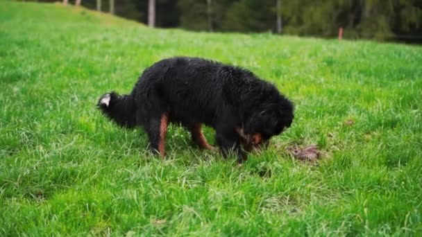 Lekfull Bernese Mountain Dog Gräver Markskatter Furry Utgrävningar Utomhus Sällskapsdjur — Stockvideo