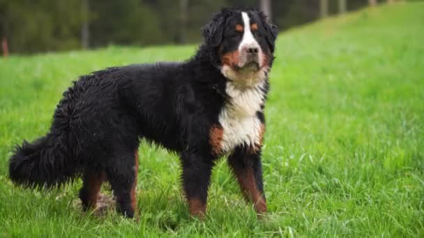Élénk Bernese Mountain Dog Közelkép Kültéri Portréról Játékos Mountain Pet — Stock videók