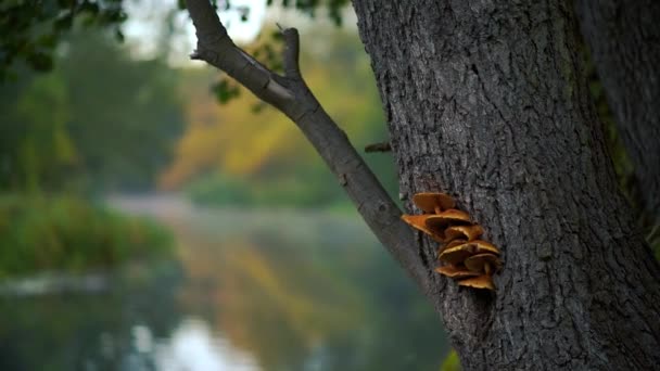 Cogumelos Crescem Árvore Floresta Natural Vídeo Fundo — Vídeo de Stock