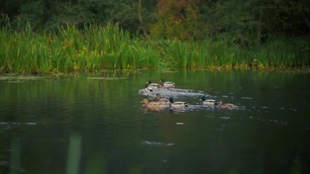 Stockenten Morgennebel Auf Dem Teich Herbstliche Tierwelt Aus Der Natur — Stockvideo