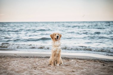 Mutlu bir Golden Retriever plajda yazın tadını çıkarır. Köpek, Baltık Denizi kıyısındaki kum ve suyla oynar. Doğada sevimli ve dost canlısı bir hayvanın portresi..