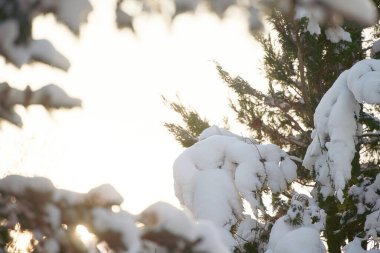 The warm glow of sunrise embraces the cold beauty of a snow covered forest. Isolated close-up.
