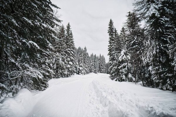 A snowy pathway in the pine forest. The winter season brings a sense of solitude and tranquility to the nature. The pine trees are laden with snow and the overcast sky creates a white backdrop.