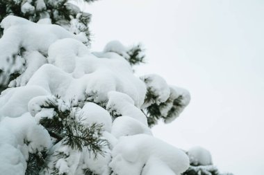 Kışın karlı çam dalı. Fotoğrafta, çam dalını ve kar tanelerini vurgulayan sığ bir alan derinliği var. Çam ağaçları olan kış harikalar diyarı.