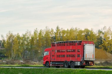 Bir çiftlik hayvanı kamyonu Avrupa 'da bir otoyolda kafeslenmiş çiftlik hayvanları taşıyor. İnekler ve domuzlar mezbahaya giden yolda bir nakliye kamyonunun römorkunda.