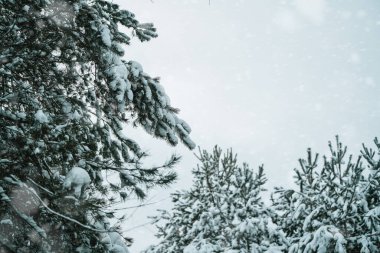 Kışın karlı çam dalı. Fotoğrafta, çam dalını ve kar tanelerini vurgulayan sığ bir alan derinliği var. Çam ağaçları olan kış harikalar diyarı.