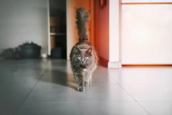 Cat at home. A grey cat looks into a camera. Domestic animal and interior. Experience the Cozy Atmosphere of Home as a Majestic Grey Cat Makes Its Way Across the Room