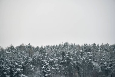 Karla kaplı çam ağacı dalı. Karlı çam ağacı dalları ve sığ DOF ile doğal kış arka planına yakın çekim. Doğadaki güzellik ayrıntılar.