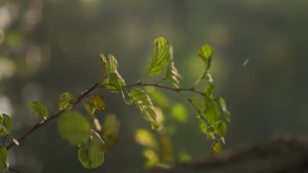 Magiczny Poranek Lesie Światło Słoneczne Przez Liście Gałęzie Drzew Rośliny — Wideo stockowe