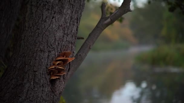 Cogumelos Crescem Árvore Floresta Natural Vídeo Fundo — Vídeo de Stock