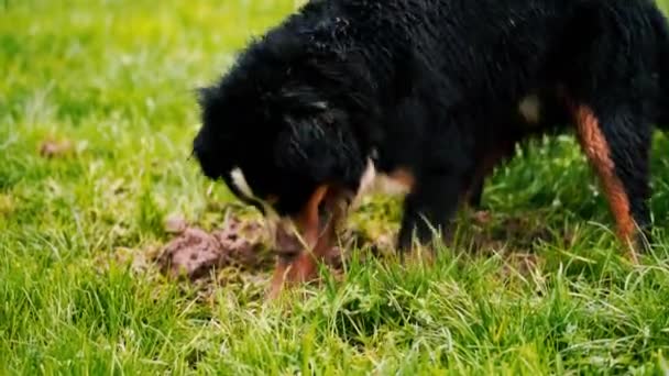 Wesoły Bernese Mountain Dog Kopie Skarby Ziemi Futerkowe Wykopaliska Outdoor — Wideo stockowe