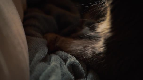 Grey Cat Kneading Slow Motion Stray Cat Sits Couch Purring — Stock videók
