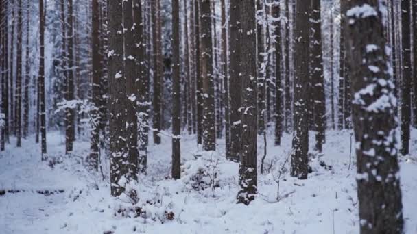 Vinterskog Snötäckta Träd Skogen — Stockvideo