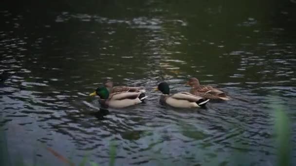 Misty Morning Meet Mallard Ducks Pond 미스티 연못에서 말라드 덕스를 — 비디오