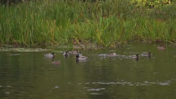 Misty Morning Meet Stockenten Teich Herbstliche Gelassenheit Enten Schwimmen Morgennebel — Stockvideo