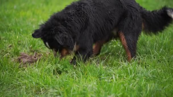 Berner Sennenhund Beim Spielen Und Buddeln Mit Grünem Gras Bedeckten — Stockvideo