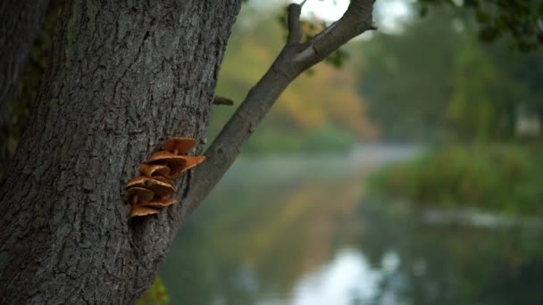 Herbstpilze Entfalten Natürlichen Waldhintergrund Mit Pilzen Auf Baumrinde — Stockvideo