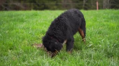 Bernese dağ köpeği yeşil çimlerle kaplı toprağı kazıp oynuyor. Köpek dışarıda oynuyor..