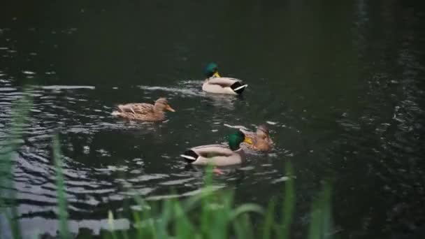 Misty Morning Göl Kenarında Mallard Ducks Buluş Sonbahar Sükuneti Ördekleri — Stok video