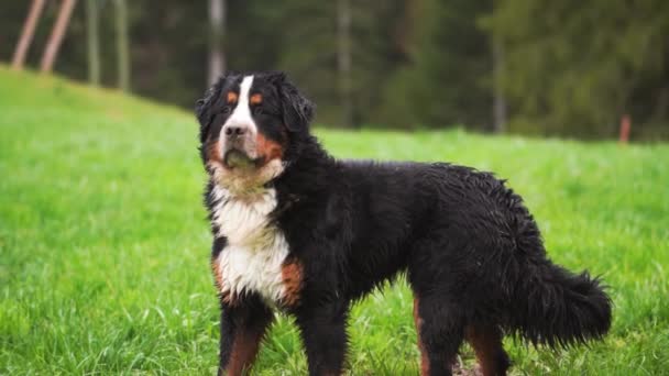 Cão Montanha Bernese Está Retrato Close Isolado Cão Engraçado Livre — Vídeo de Stock