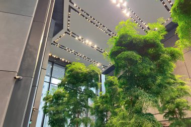 Modern bir çatı katında gerçek bir yeşil ağaç. Ofis binası ya da otel, doğayı eve getiren sürdürülebilir bir tasarıma sahiptir. Ahşap masa ve kapı ile beton duvar ve zemin kontrastı.