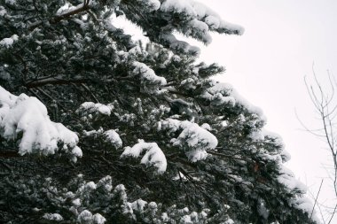 Kış ormanında karlı bir çam dalı. Fotoğraf, kış ormanlarında kar ve buz kristalleriyle kaplı bir çam dalının doğal güzelliğini yakalıyor..