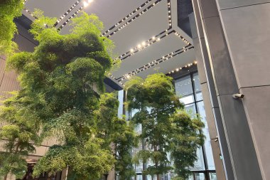 Modern bir çatı katında gerçek bir yeşil ağaç. Ofis binası ya da otel, doğayı eve getiren sürdürülebilir bir tasarıma sahiptir. Ahşap masa ve kapı ile beton duvar ve zemin kontrastı.