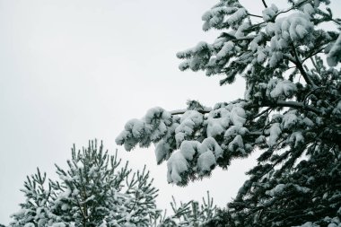 Kış ormanında karlı bir çam dalı. Fotoğraf, kış ormanlarında kar ve buz kristalleriyle kaplı bir çam dalının doğal güzelliğini yakalıyor..