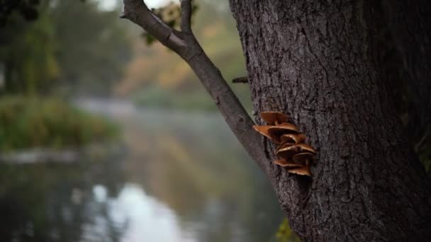 Fungos Outono Desdobram Fundo Natural Floresta Com Cogumelos Casca Árvore — Vídeo de Stock