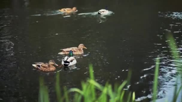 Mallard Sabah Sisinin Içinde Gölette Ördek Gibi Yatıyor Sonbahar Vahşi — Stok video