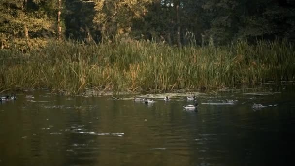 Mallard Sabah Sisinin Içinde Gölette Ördek Gibi Yatıyor Sonbahar Vahşi — Stok video