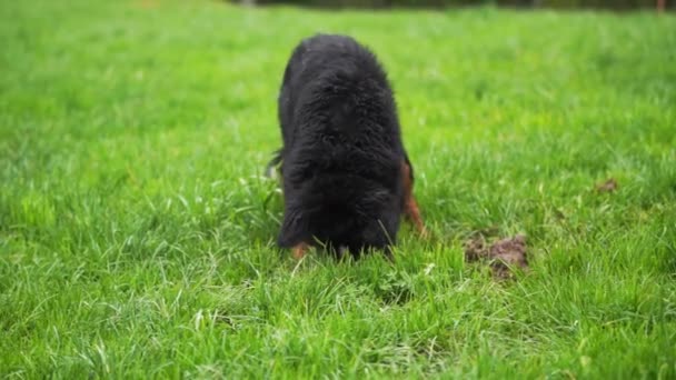 Speels Gedrag Van Stamboom Rasechte Hond Buiten Een Gat Graven — Stockvideo
