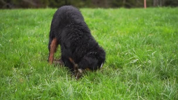 Playful Behavior Pedigree Purebreed Dog Outdoors Digging Hole Grass Meadow — Stock Video
