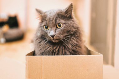 İçinde kedi olan bir karton kutu.