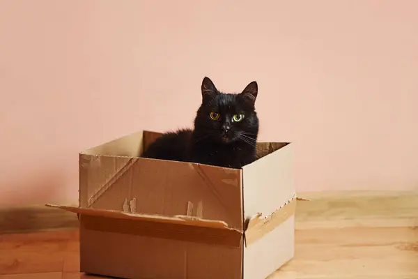 A cardboard box with a cat