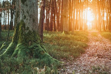 Kalın yosunlu ağaç gövdesi olan orman manzarası. Yosun ve Güneş Işığının Huzurlu Bir Manzara Oluşturduğu Yemyeşil Orman