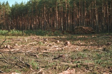 Ormanların Yıkım Efektleri: Ekolojik Hasar Serbest Bırakıldı