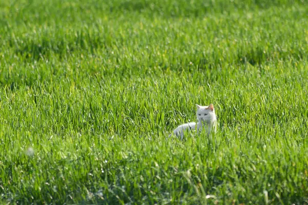 White stray cat hunting in the green grass. Domestic cat and outdoors.