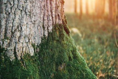 Huzurlu Orman Sahnesinde Yeşil Yosun Ağacı Kapladı